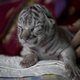 Zeldzame witte tijger geboren in Nicaragua