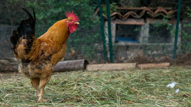 Voorwaarden kraai Spanning Haan legt eieren nadat vos al zijn kippen doodbijt | De Morgen