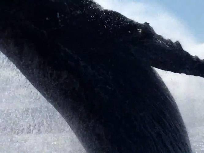 Slik! Enorme walvis verrast zeilers met monsterlijke sprong vlak bij boot