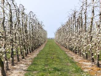 Huifkartochten en bloesemlounge tussen de Binkomse boomgaarden op zondag 23 april