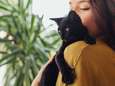Kittenopvang in Beersel krijgt financiële steun van Vlaamse overheid