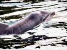 Gestrande dolfijn Zafar terug in de Noordzee
