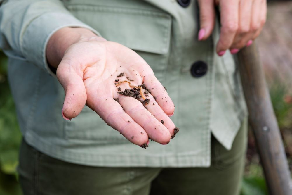 Safari in je eigen tuin ‘Er fladderen zo’n zes soorten vlinders rond