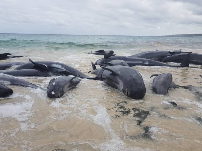 Slechts 6 van de 150 walvissen overleven stranding in Australische baai