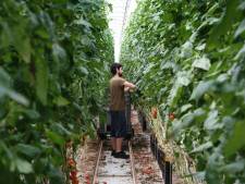 Italiaanse misstanden achter blikje tomatenpuree: Nederlandse winkels grijpen in