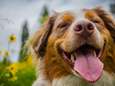 Amputé des jambes et des mains à cause de son amour pour les chiens