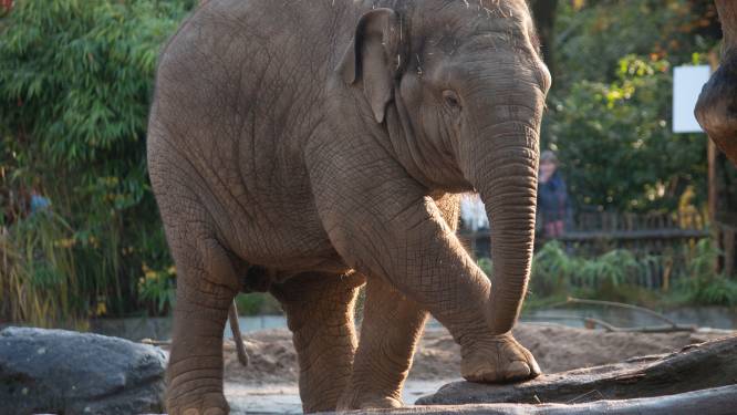 Rampjaar voor Dierenpark Amersfoort, nu weer een olifant dood: ‘Wat blijft ons niet bespaard?’