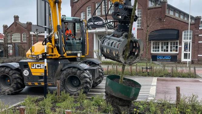 Jonge bomen aan de Hazeldonkse Zandweg nu al vervangen: ‘De bomen zelf zijn het probleem’