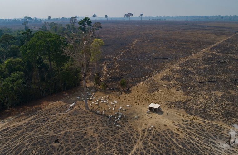 Hilangnya hutan hujan tropis akan meningkat secara dramatis pada tahun 2020: area seluas Belanda yang ditebang atau dibakar