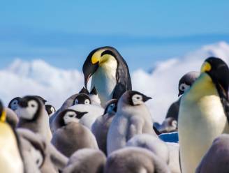 Duizenden kuikens van kolonie pinguïns op Antarctica verdronken nadat zee-ijs barst