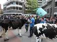 De boeren hebben koeien meegenomen naar het protest bij de Tweede Kamer.