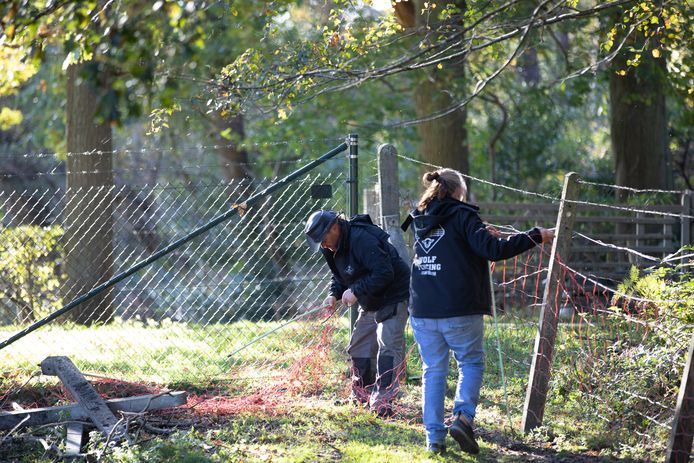 Het Wolf Fencing Team kwam ter plaatse om de omheining wat wolfwerender te maken.