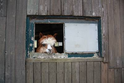 Legaliseren Bert's Animal Verhuur moet hoofdpijndossier sluiten