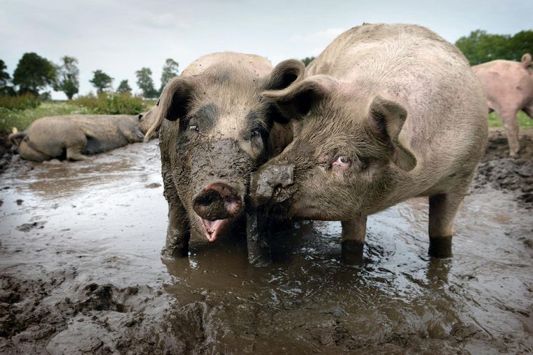 Varkens in de modder. Beeld Marcel van den Bergh / de Volkskrant