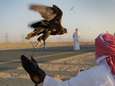 Hoe een valkenjacht en een ontvoering Qatar bijna een miljard kostte