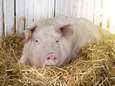 Weg met de stank: zak geld voor varkensboer die stopt