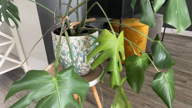 Help! De planten hangen slap en zijn bijna dood: met deze eenvoudige tips kun je ze redden