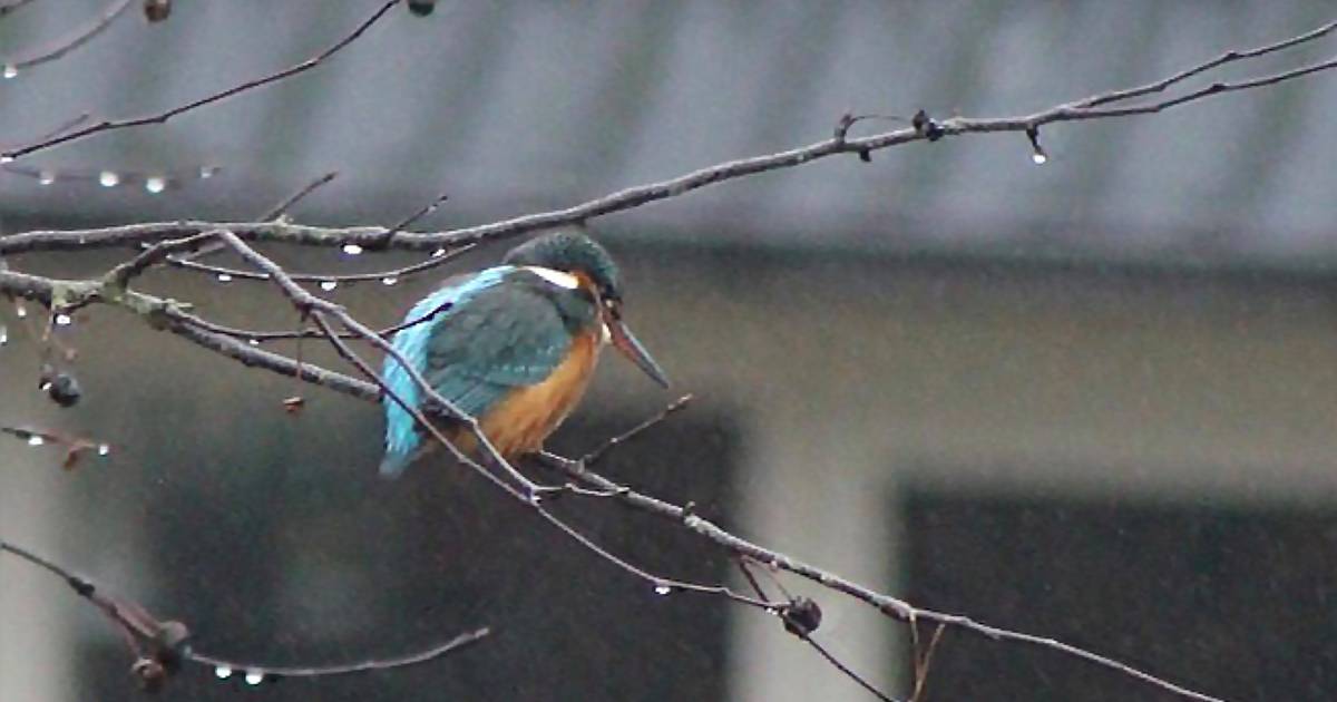 Opvallende ijsvogel gespot in Leuvenheim: ‘De ijsvogel houdt helemaal niet van ijs’