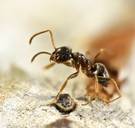 Immense kolonie plaagmieren ondergraaft hele Gentse Citadelpark, 38 voetbalvelden groot