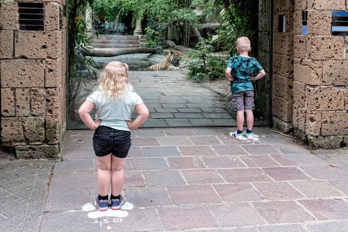 Febe (3) en Stijn (6)  van der Horst uit Hoevelaken kijken op 1,5 meter afstand naar de tijger