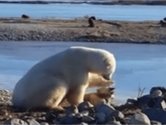 Ongelooflijke vriendschap: ijsbeer aait hond