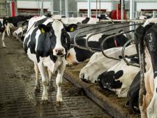 Boeren boos om openbaarmaking fosfaatrechten: ‘Kunnen dierenactivisten mooi een selectie maken’