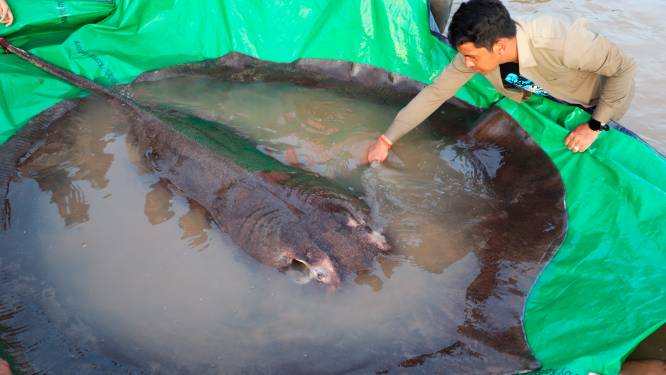Cambodjaan vangt ‘s werelds grootste zoetwatervis: een vier meter lange pijlstaartrog van 300 kilo