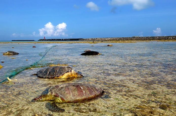 Dode zeeschildpadden nabij Japans eiland.