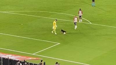 Un chien interrompt un match de la Copa Libertadores en Colombie