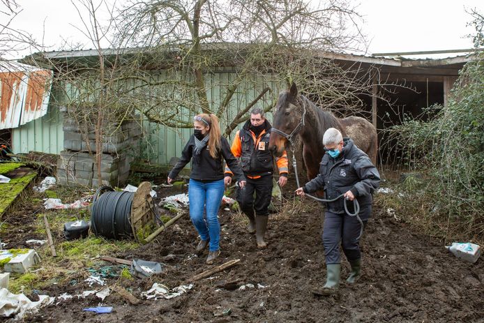 Les trois chevaux ont été saisis et sont à présent choyés dans les sanctuaires où ils ont été recueillis.