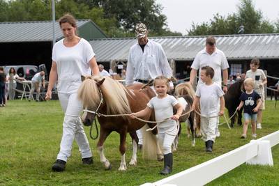 Ponyglamour in Chaam tijdens missverkiezing voor Shetlanders: ‘Nog even sprayen voor een mooie glans