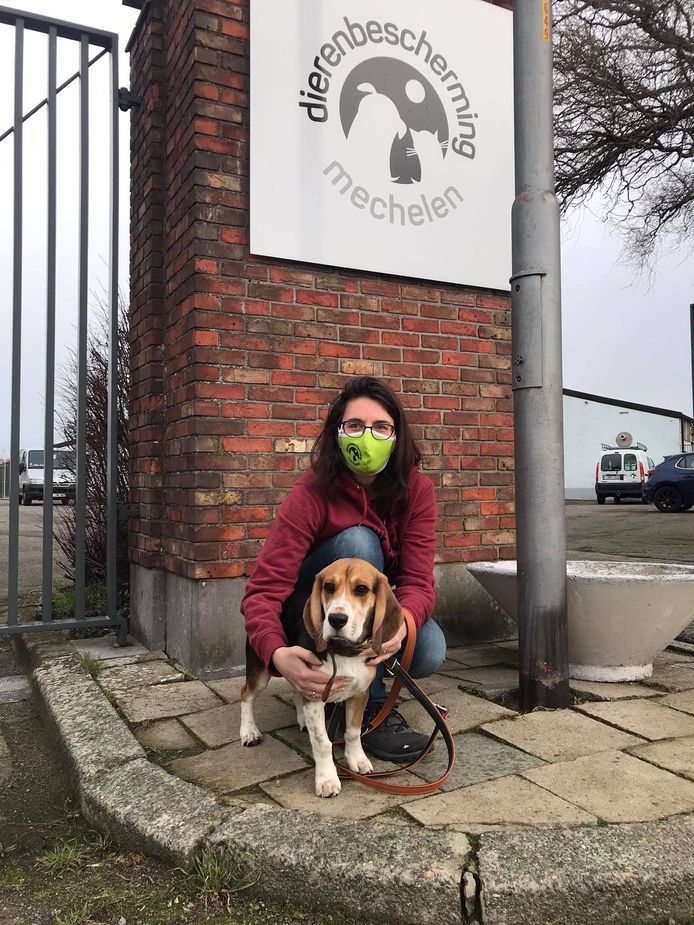 Dierenbescherming Mechelen Vangt Eerste Leuvense Hond Op We Denken Dat Luka Snel Een Nieuwe Thuis Zal Vinden Mechelen Hln Be