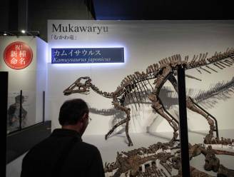 8 meter lang skelet blijkt nieuwe dinosoort