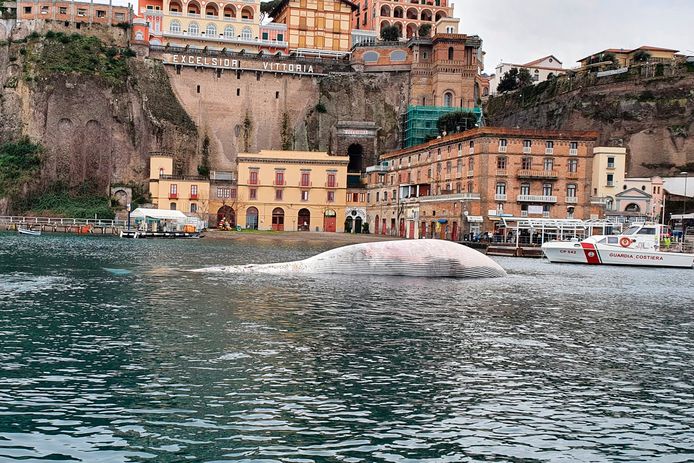 Het walviskadaver nabij de jachthaven van Sorrento, zondag.