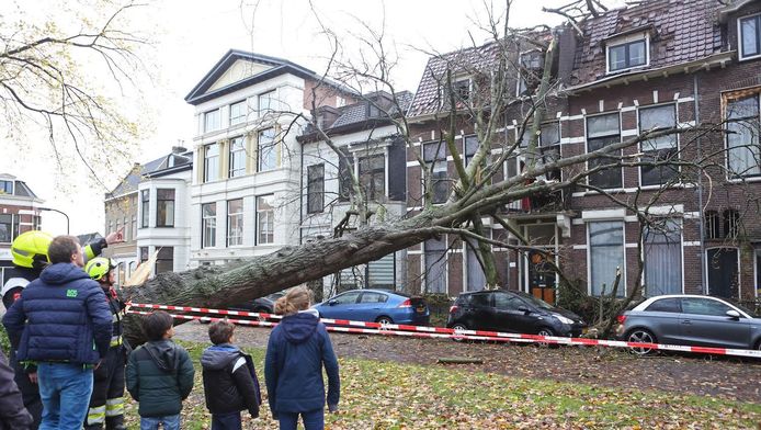 Een boom is in Haarlem tegen een woning aan de Schotelsingel gevallen