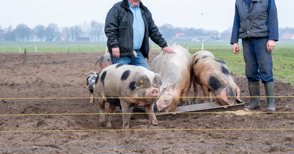 Bedreigde Bonte Bentheimer maakt comeback bij Gert en Roel in Collendoorn, als knuffeldier én karbon