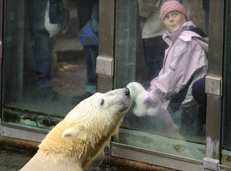 Knut zoekt dan maar steun bij de 'ijsteddybeer' van een jonge bezoekster. Beeld UNKNOWN