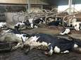 Veeteler verliest 184 runderen aan botulisme: “Dat leed in mijn stal: dat is onbeschrijflijk”