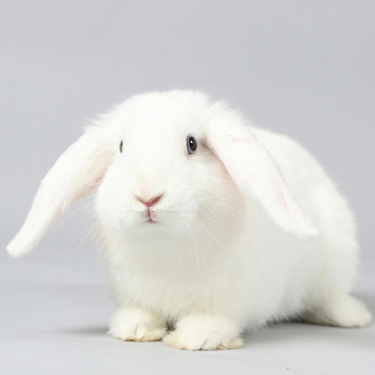 Tot nu toe moest elk nieuw medicijn op zo’n 1.000 konijnen en 1.500 ratten worden getest. Beeld Getty Images / EyeEm