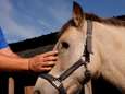 Opnieuw paarden verminkt in Frankrijk