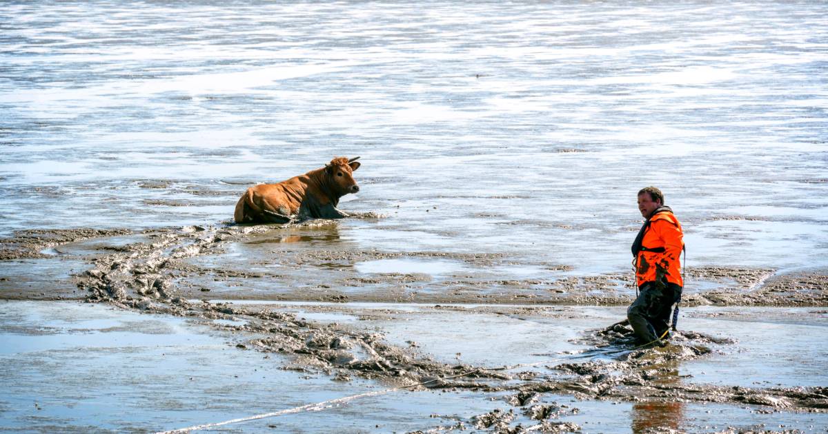 Brandweer redt ‘agressieve' koe uit het wad bij Holwierde.