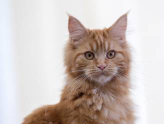 23 verwaarloosde katten uit smerige woning gehaald in Nederland