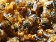 En Belgique, 23% est un taux de mortalité acceptable pour les abeilles exposées à des pesticides