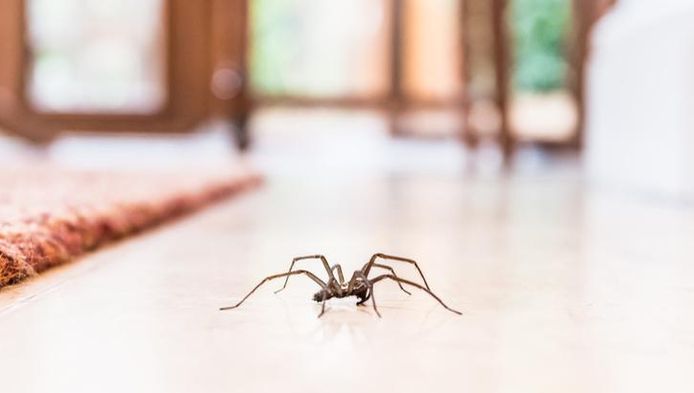 Comment Eloigner Les Araignees De La Maison Sante Bien Etre 7sur7 Be