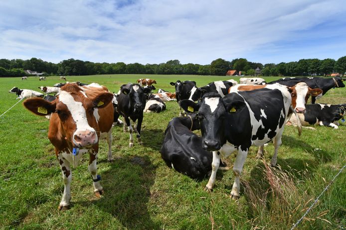 Behoud van de weidegang, biodiversiteit en milieu waren doelstellingen in het rapport 'Nederland de Duurzame Zuivelketen' dat de veehouderijsector in 2020 uitbracht. Foto Carlo ter Ellen
