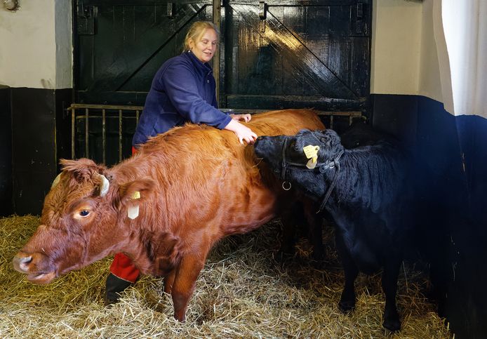 Verzorgster Daniëlle bij de nieuwste aanwinsten op de kinderboerderij in boxtel: Fennigje en Bytsje, twee Dexter koeien.