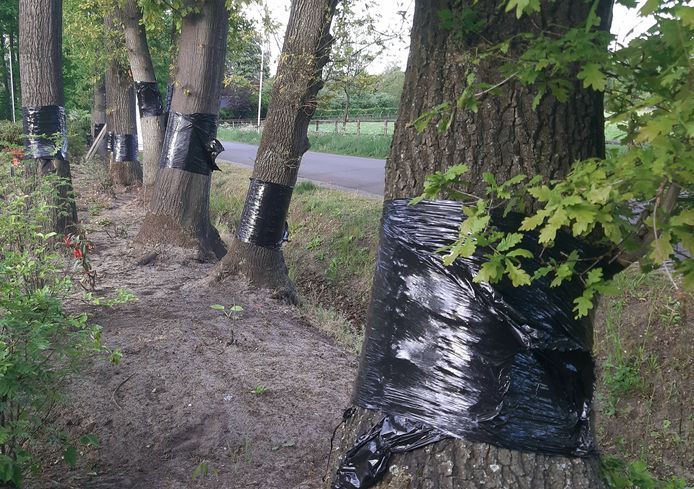 Plastic rond eikenstammen helpt niet, maar werkt juist averechts. De plakstrip leidt volgens deskundigen  juist tot  ‘enorme verspreiding van de brandharen van de rupsen'.