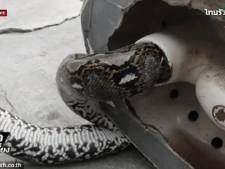 Aux toilettes, il se fait mordre le sexe par un python de trois mètres