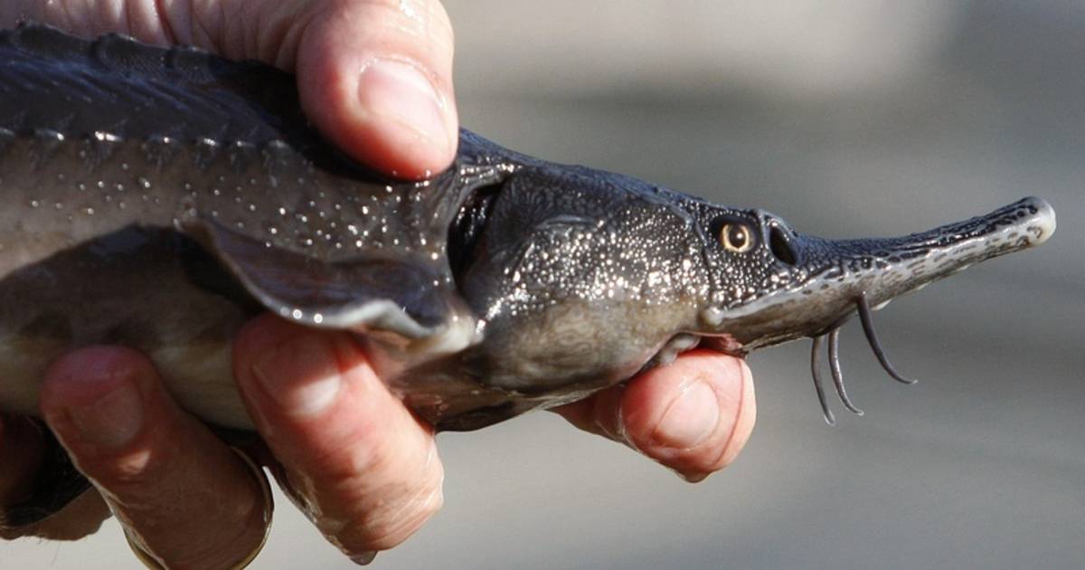 Куски рыбы осетровых пород фото. Нерестилища осетра. Черная икра севрюги. Маленькие черные рыбки. Какая рыба дает черную.