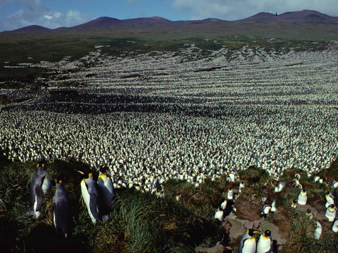 Mysterie voor biologen: waarom zijn er plotseling zo’n miljoen pinguïns van de aardbol verdwenen?